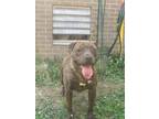 Adopt Smalls (1410 Belmoor) a American Pit Bull Terrier / Mixed dog in Pine