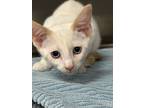 Adopt Freedom a Domestic Shorthair / Mixed (short coat) cat in Jonesboro