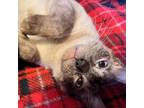 Adopt Valentine a Siamese, Domestic Short Hair