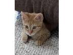 Adopt Happy Feet a Orange or Red Tabby Domestic Shorthair (short coat) cat in