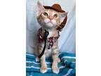 Adopt Reggiano a Orange or Red Tabby Domestic Shorthair (short coat) cat in
