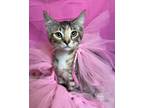 Adopt Feta a Domestic Shorthair (short coat) cat in Jackson, GA (38809729)