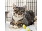 Adopt Grinchy Face a Domestic Shorthair / Mixed (short coat) cat in Ewing