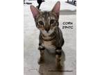 Adopt Corn a Domestic Shorthair / Mixed (short coat) cat in Spring