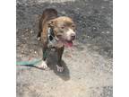 Adopt River PS a Gray/Silver/Salt & Pepper - with Black American Pit Bull