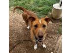 Adopt Lassi a Carolina Dog