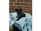 Adopt Tess a Black - with White Labrador Retriever / Australian Shepherd dog in