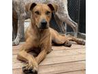 Adopt Millie a Mixed Breed (Medium) / Mixed dog in Charleston, WV (38814091)