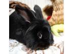 Adopt Ollie a Other/Unknown / Mixed rabbit in Richmond, CA (38645339)
