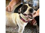 Adopt Angel a White - with Tan, Yellow or Fawn Foxhound / Rat Terrier / Mixed