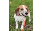 Adopt Jerry a Tricolor (Tan/Brown & Black & White) Beagle / Foxhound / Mixed dog