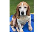 Adopt Ben a Tricolor (Tan/Brown & Black & White) Beagle / Foxhound / Mixed dog