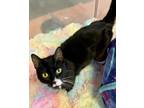 Adopt Ruby Rose a Domestic Shorthair / Mixed (short coat) cat in Fort Lupton