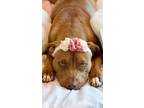 Adopt Canela a Pit Bull Terrier