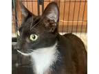 Adopt SUSHI a Black & White or Tuxedo Domestic Shorthair / Mixed cat in