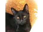 Adopt Tempo a All Black Domestic Shorthair / Mixed cat in Morgan Hill