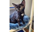 Adopt Angel Cake a Black & White or Tuxedo Domestic Shorthair / Mixed cat in
