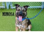 Adopt Mimosa a Shepherd (Unknown Type) dog in Mooresville, NC (38633616)