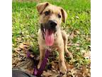 Adopt Biscuit #eager-to-please a Black Mouth Cur