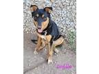 Adopt Lorille a Terrier, Australian Cattle Dog / Blue Heeler