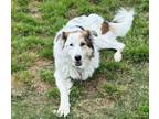 Adopt Lady Aberlin HTX a Great Pyrenees
