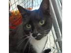Adopt Igor a All Black Domestic Shorthair / Mixed cat in East Smithfield