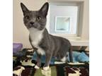 Adopt Nola a Gray or Blue Domestic Shorthair / Mixed cat in Kanab, UT (38874867)