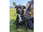 Adopt Thunder a Black American Pit Bull Terrier / Mixed dog in Gulfport