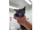 Adopt Catboy a Gray or Blue Domestic Shorthair (short coat) cat in Linton