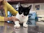 Adopt Crystal a White Domestic Shorthair / Domestic Shorthair / Mixed cat in