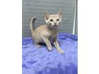 Adopt Banana a Domestic Shorthair / Mixed (short coat) cat in Greensboro