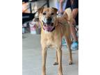 Adopt Rusty a Shar Pei / Labrador Retriever / Mixed dog in Hartford City