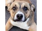 Adopt Atticus a Tan/Yellow/Fawn Mixed Breed (Medium) / Mixed dog in Las Cruces