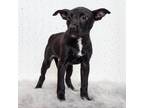 Adopt Bubblegum a Black American Pit Bull Terrier / German Shepherd Dog / Mixed