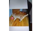 Adopt Georgio a Orange or Red Ocicat / Mixed (short coat) cat in Brighton