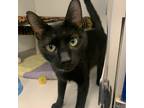 Adopt Barney a All Black Domestic Shorthair / Domestic Shorthair / Mixed cat in