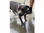 Adopt Olivia Benson a Pit Bull Terrier, Mixed Breed