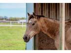 Adopt Annie a Quarterhorse, Grade