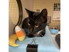 Adopt Amelia a Domestic Short Hair