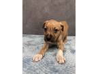 Adopt Tifa a Terrier, Pit Bull Terrier