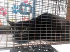 Adopt A620455 a Domestic Short Hair