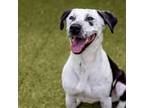 Adopt Stormy a Pointer, Mixed Breed
