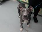 Adopt GYPSY a Pit Bull Terrier, Mixed Breed