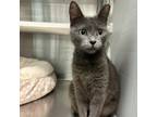 Adopt Mandy a Domestic Short Hair