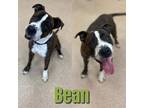Adopt BEAN DIP a Brindle - with White American Pit Bull Terrier / Mixed dog in