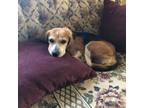 Adopt Lady 2 a Beagle