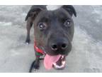 Adopt *FLETCHER a Black - with White American Pit Bull Terrier / Mixed dog in