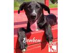 Adopt Bonbon a Pointer, Hound