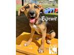 Adopt Biscuit a Pointer, Hound