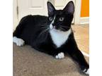 Adopt Izzy a Domestic Short Hair